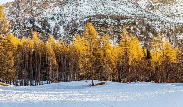 从《鼠疫》到新冠：荒诞世界中的真实抗争与黎明曙光