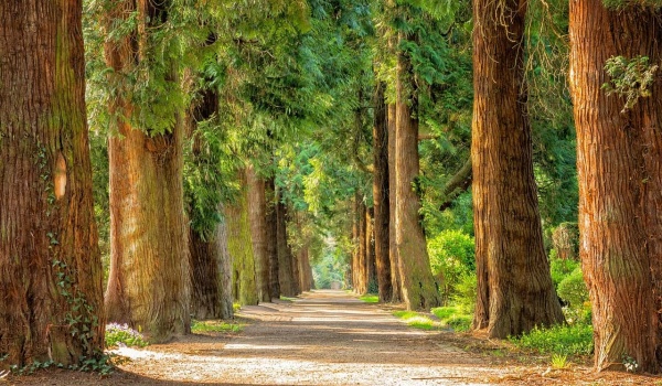 初中语文八年级必读：《昆虫记》深度导读+知识宝典+中考真题解析+读后感精选