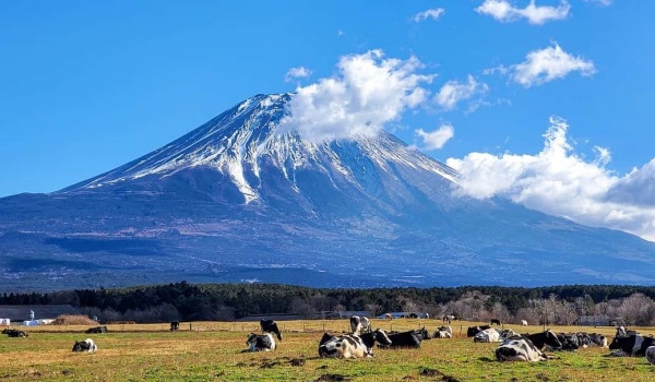 部编版六年级语文：14篇精彩《写读后感》范文助力写作提升